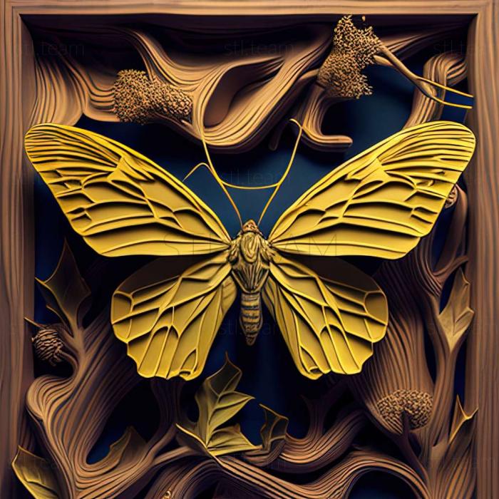 Ornithoptera meridionalis